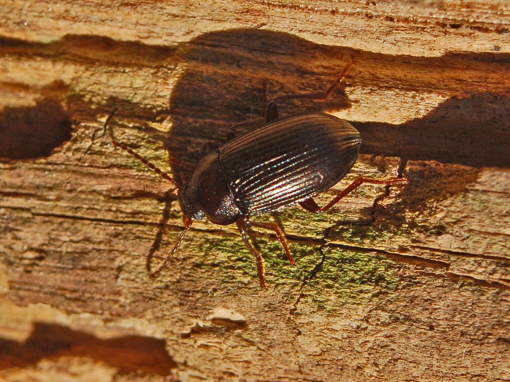 Nalassus dryadophilus del Genovesato